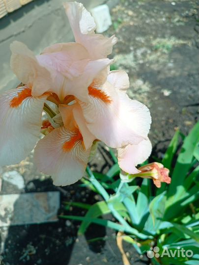 Ирисы бородатые сортовые