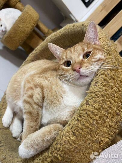 Рыжий молодой котик