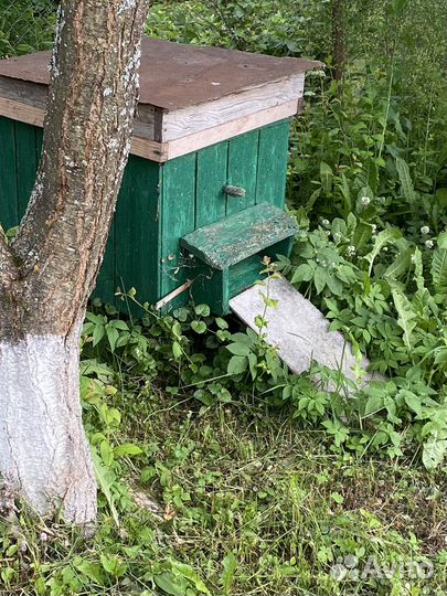 Улей с пчелами