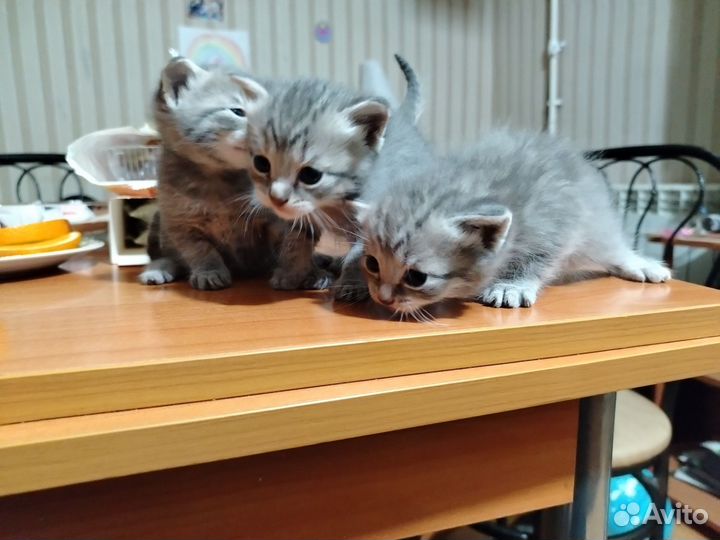 Кошки в добрые руки бесплатно