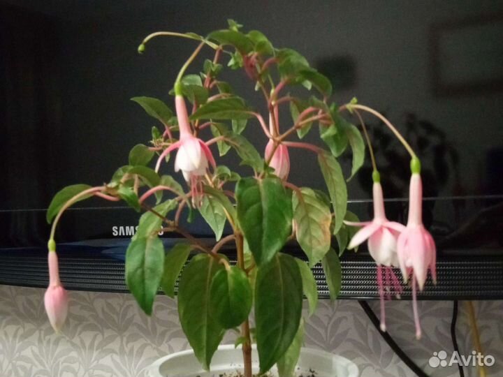 Фуксия Patio princess, Aretes colmar и другие