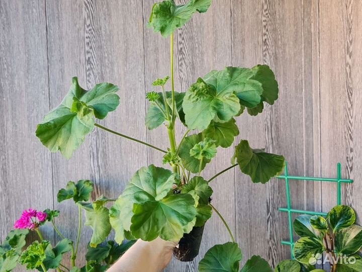 Пеларгония (ю-мерлезон2)