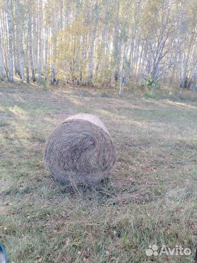 Сено в рулонах