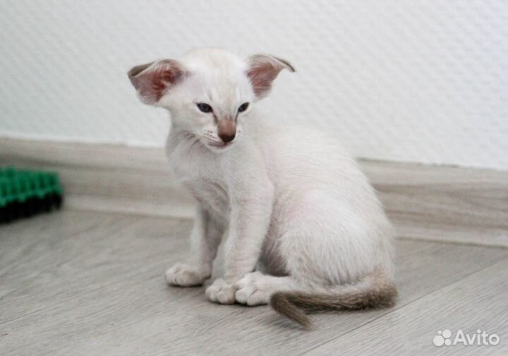 Ориентальные котята эстрим