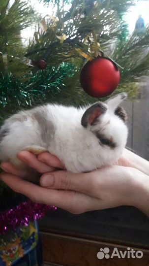 Домашние декоративные кролики