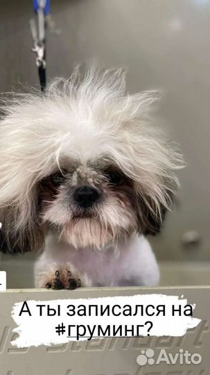 Грумер,стрижка собак, груминг