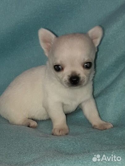 Щенки чихуахуа