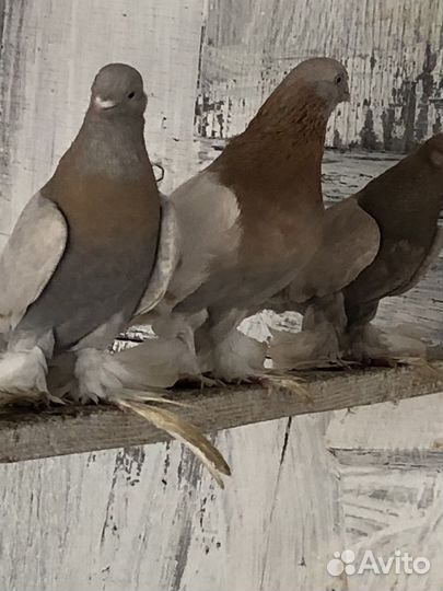 Голуби разных пород