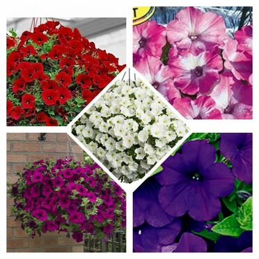 Рассада петунии изи вейф, тайдел, водопадия