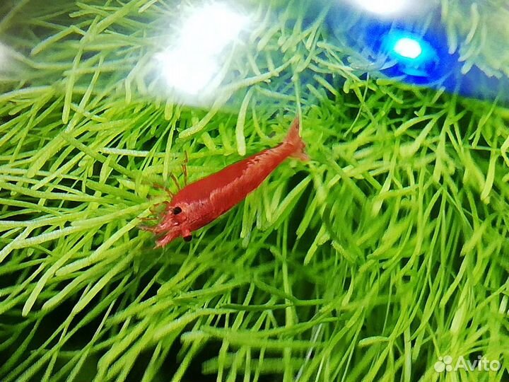 Аквариумные креветки