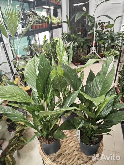 Спатифиллум даймонд