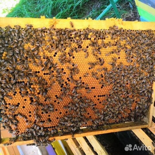 Пчелы Пчелопакеты. Карпеткам Каринка Белфаст