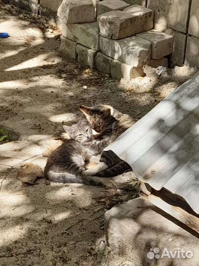 Кошка с котенком на улице