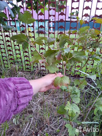 Саженцы калины