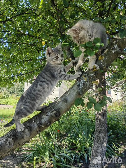 Котята родились 15.06.2023