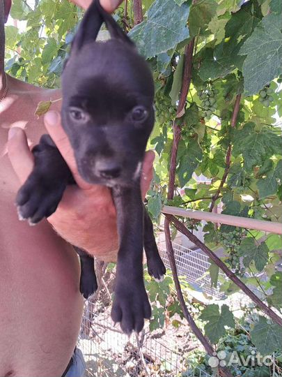 Няньки питбуля