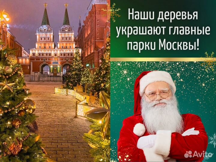 Пихта Нордмана Живые елки оптом Новогодняя