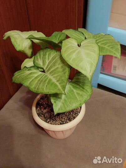 Сингониумы сортовые