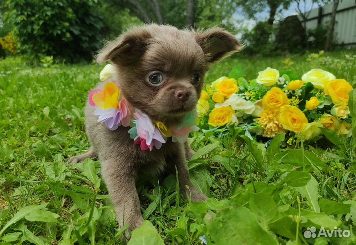 Лиловые мальчики чихуахуа