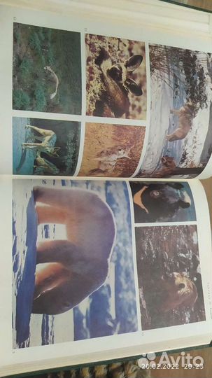 Собрание сочинений В мире животных