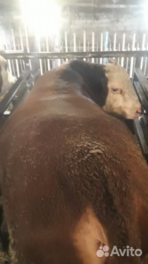 Быки 1,3-1,4 года