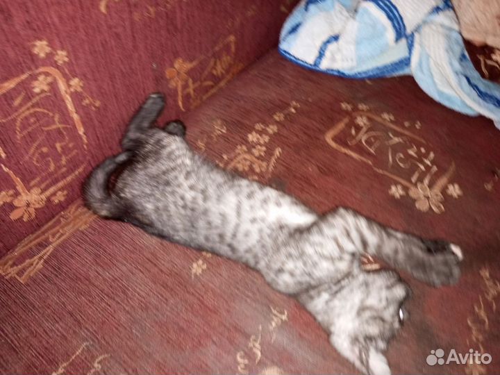 Котик Лео