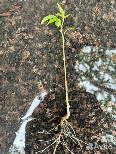 Саженец орех манжурский