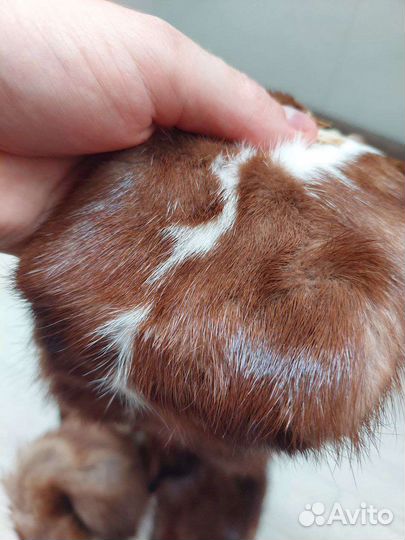 Шкурки норки