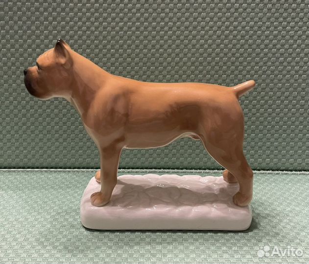 Кане- корсо