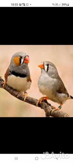 Зебровые амадины