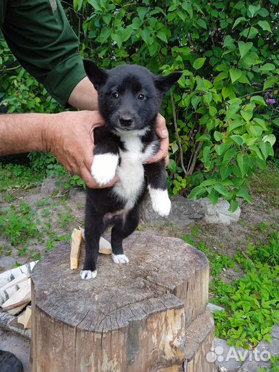 Щенки русско-европейской лайки