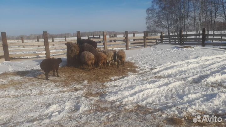 Курдючные бараны овцы