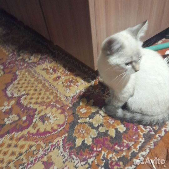Котик ловит мышек, птичек