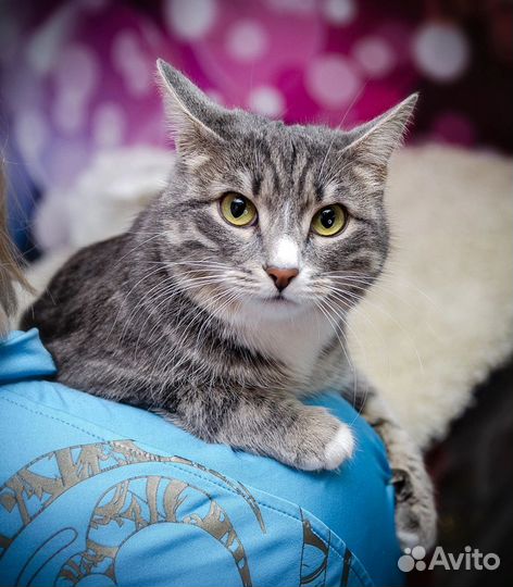 Красотка Лиза ищет дом