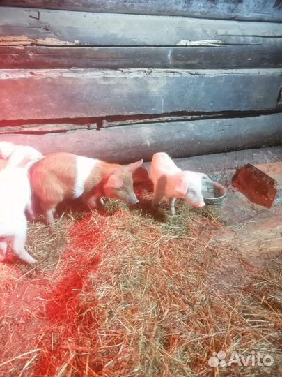 Продам поросят