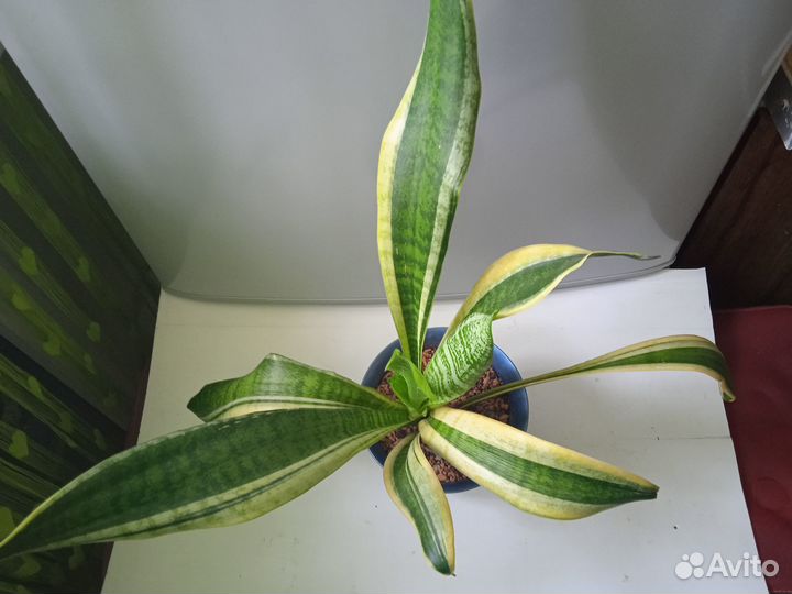 Сансевиерия сортовая Футура Голд,доставка