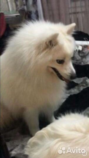 Японский шпиц щенки