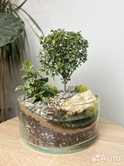 Флорариум с бонсай