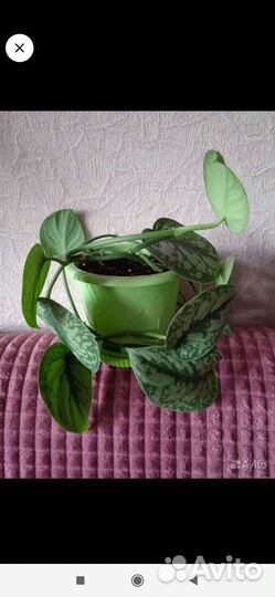 Сцендапсуус