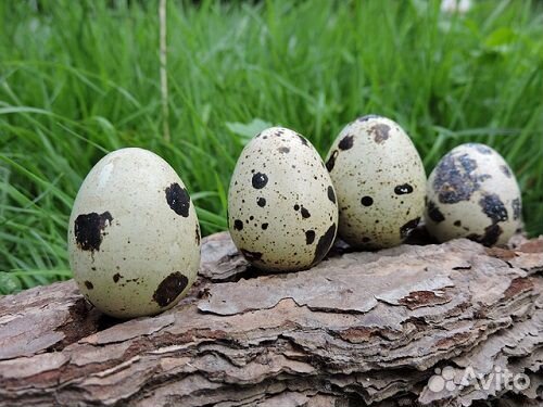Перепелениное инкубационное яйцо