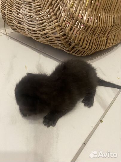 Котята