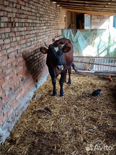 Первотелка на мясо