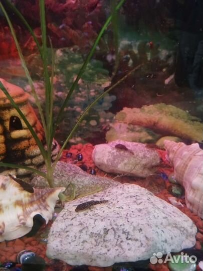 Сомики анциструсы