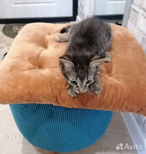 Котенок ищет семью