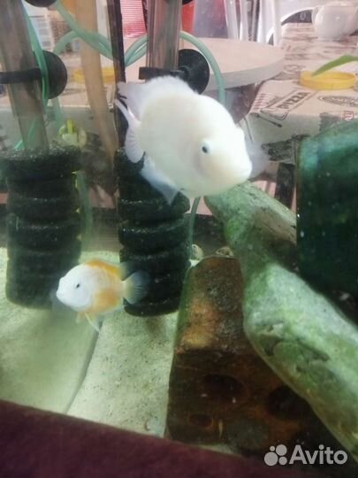 Цихлозома чернополосая и белая фламинго