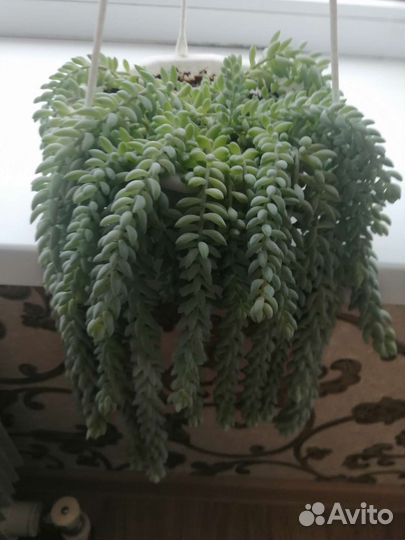 Спатифиллум