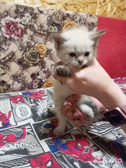 Отдам котят в добрые руки 2 мальчика и 2 девочки
