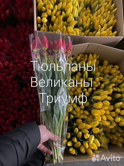 Тюльпаны к 8 марта оптом