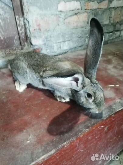 Мясо кролика и сами Кролики