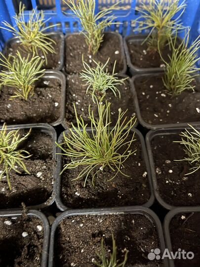 Кедровый стланик саженцы р9